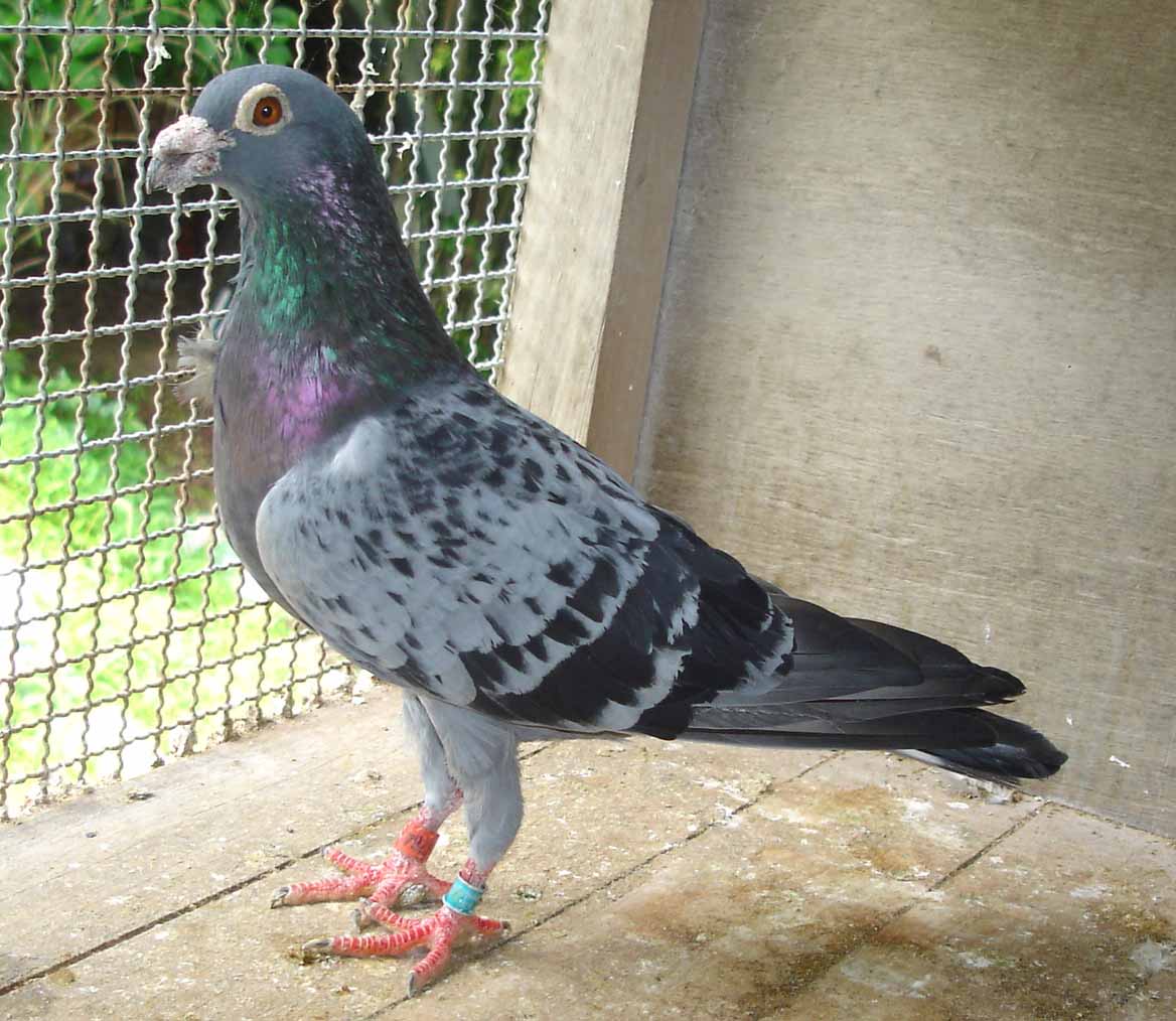 95WK00764　BC　♂